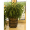 Whiskey Barrel